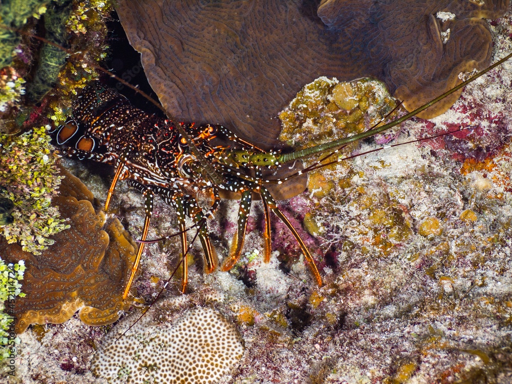 Spotted spiny lobster under a stony coral at night (Grand Cayman, Cayman Islands) Spotted spiny lobster under a stony coral at night (Grand Cayman, Cayman Islands)