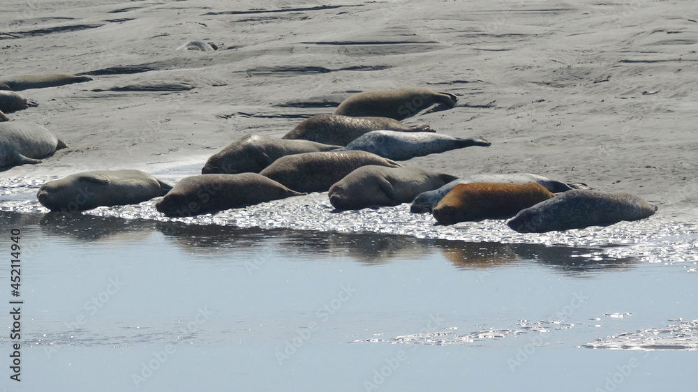 Fototapeta premium Les phoques de la Baie d'Authie