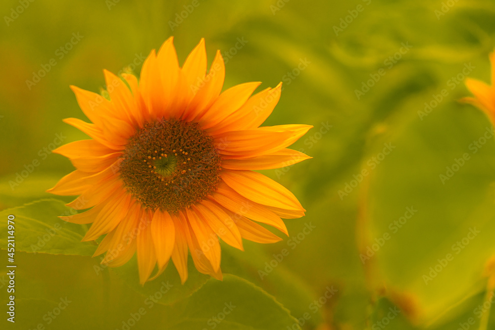 Sonnenblume mit grün und Platz für Text Sonnenblume mit grün und Platz für Text