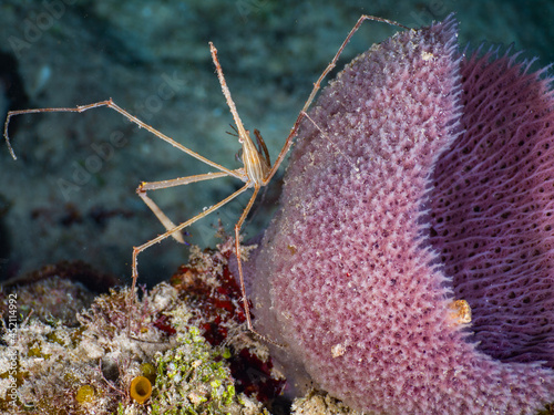 Yellowline arrow crab on a sea sponge (Grand Cayman, Cayman Islands) photo