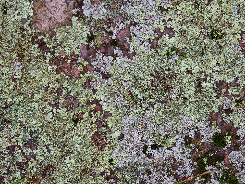 Multi-colored moss on the stone. Natural background and texture Multi-colored moss on the stone. Natural background and texture