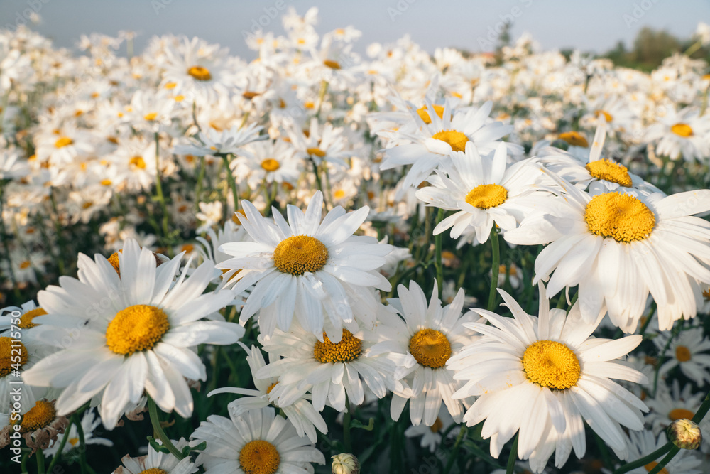 Summer landscape with delicate wild daisy field in the sunlight Summer landscape with delicate wild daisy field in the sunlight