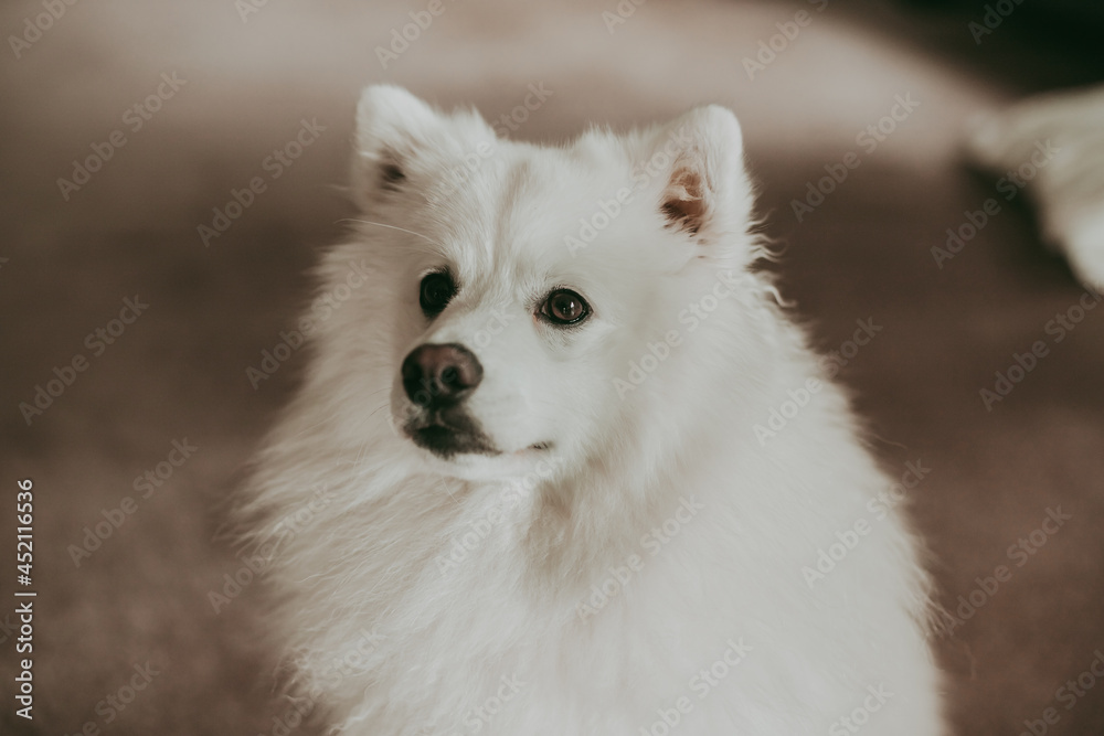 cute japanese spitz portrait at home cute japanese spitz portrait at home