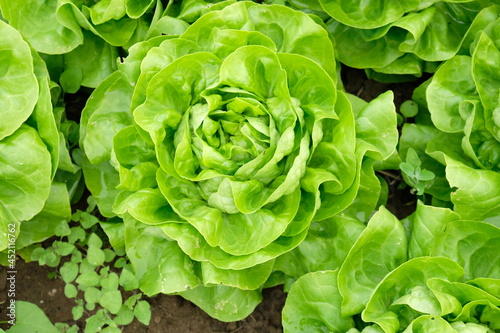 FU 2020-04-28 StoFeld 64 Blick auf grüne Salatköpfe