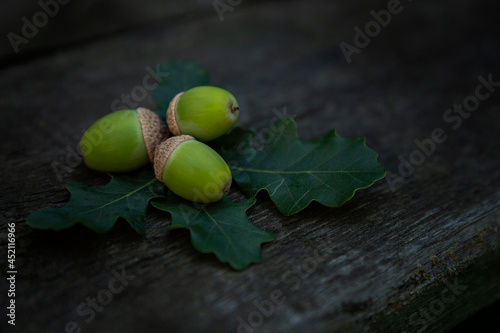 Unripe green acorns with oak leaves on a wooden table. Autumn harvest from nature. Close-up. Space for text.