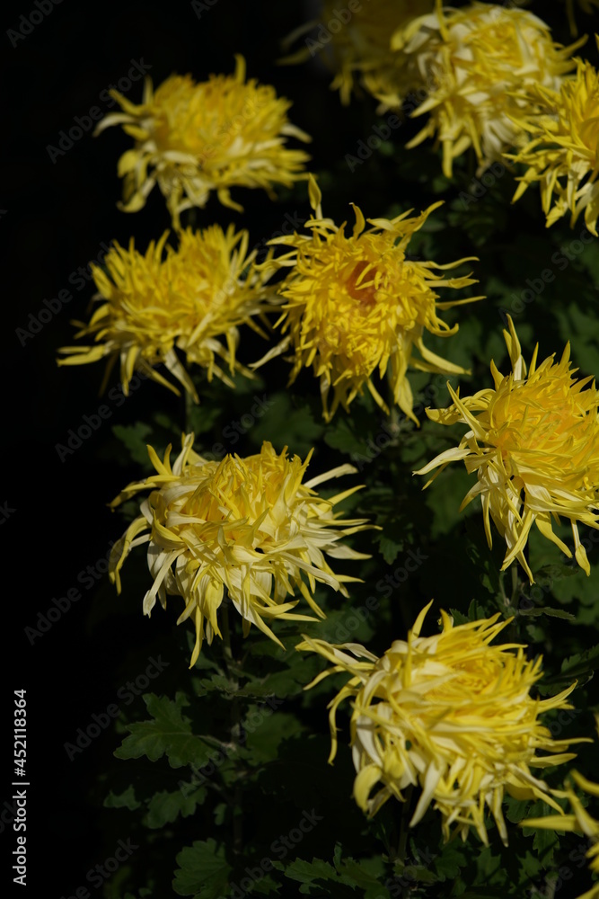 Yellow flowers of Chrysanthemum 'Edo Giku' in full bloom
Yellow flowers of Chrysanthemum 'Edo Giku' in full bloom