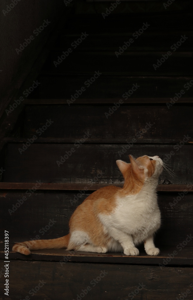 Gato naranja con blanco y ojos brillantes sentado en escaleras de madera en penumbra