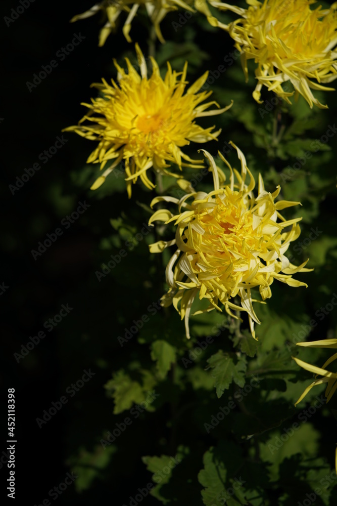 Yellow flowers of Chrysanthemum 'Edo Giku' in full bloom
Yellow flowers of Chrysanthemum 'Edo Giku' in full bloom