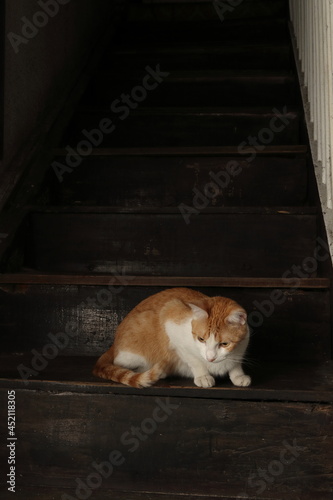 Gato naranja con blanco y ojos brillantes sentado en escaleras de madera en penumbra © Sergio Gómez Tagle