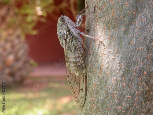 Fotografi Cigale piquant une écorce