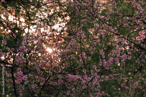 Almond tree flowers in a garden in a sunlight