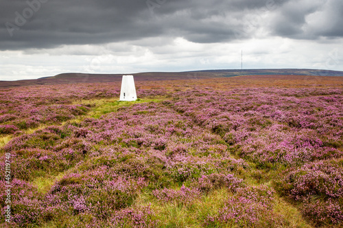 Obraz na plátně Heather Bloom at Snailsden Edge