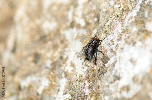 fly on the stone
