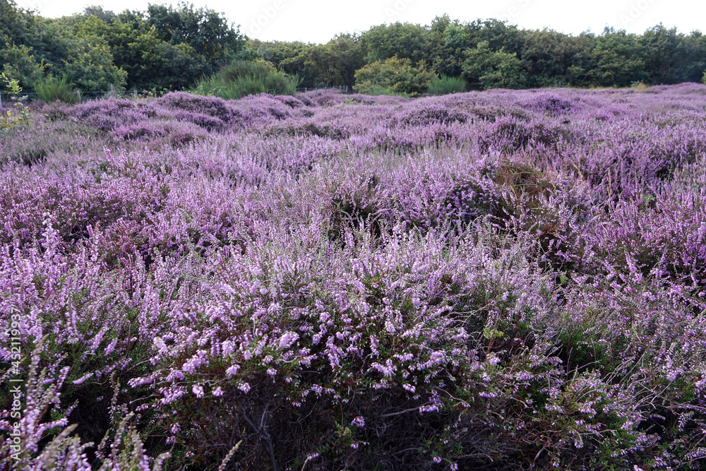 Heather in woodland Solleveld of The Hague