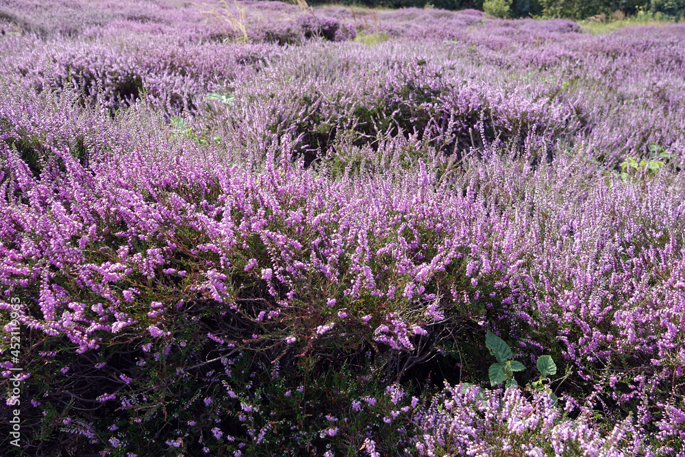 Heather in woodland Solleveld of The Hague