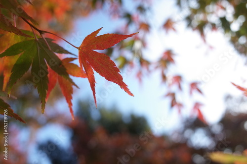 Red autumn leaves of Japanese Maple 