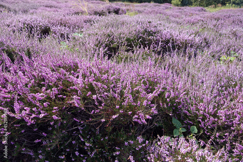 Heather in woodland Solleveld of The Hague