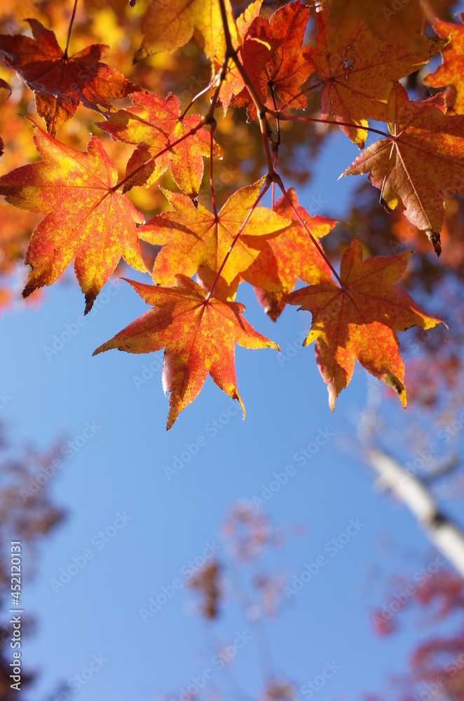 Fototapeta premium Red autumn leaves of Japanese Maple 