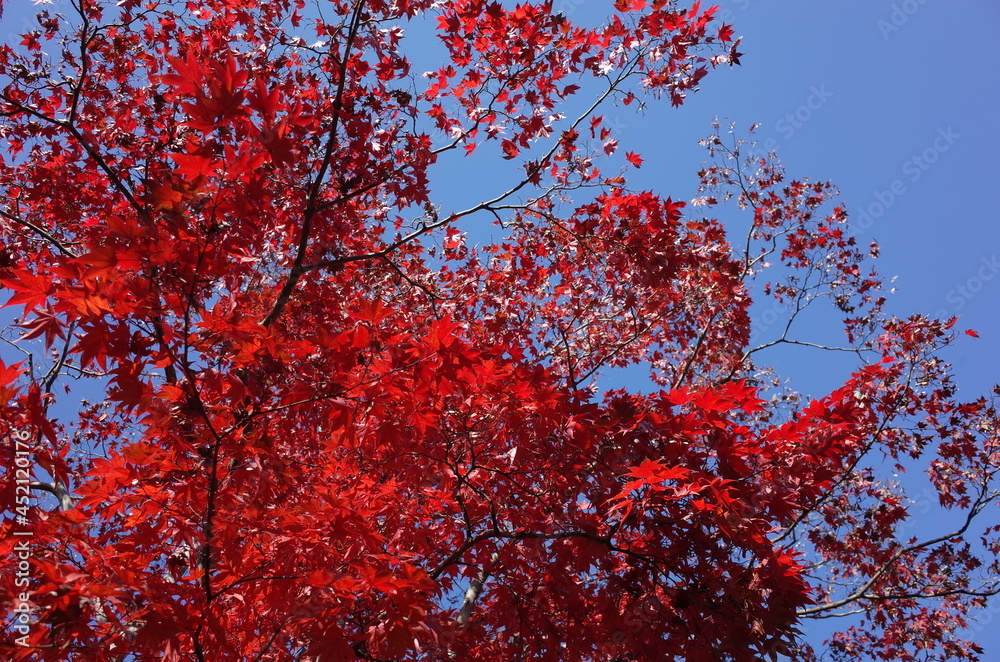 Red autumn leaves of Japanese Maple
Red autumn leaves of Japanese Maple