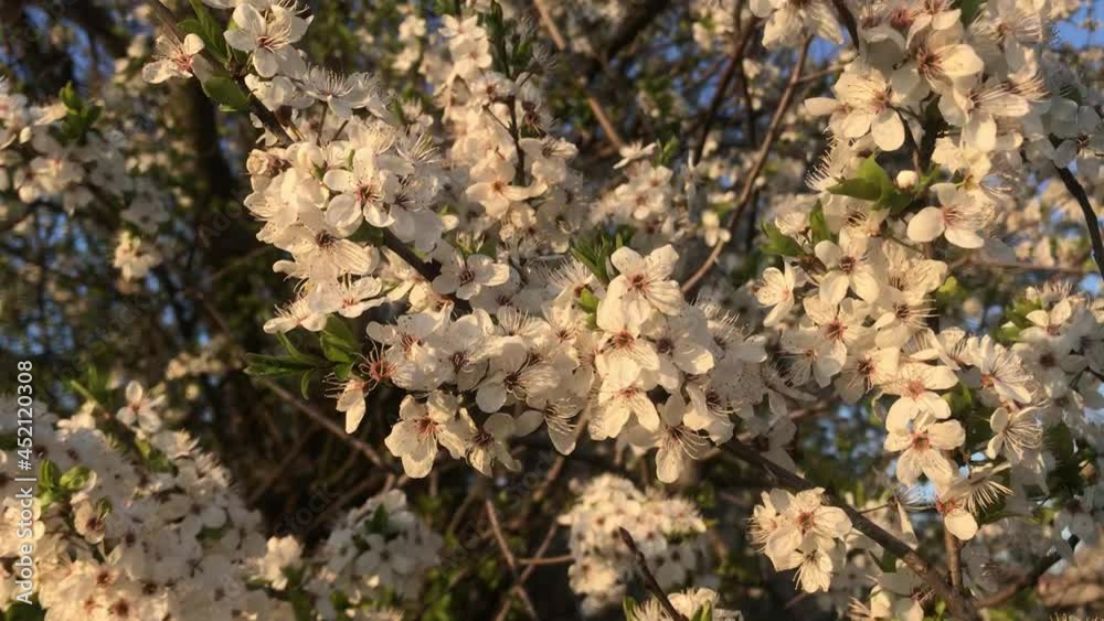 beautiful flowering tree in the garden in spring beautiful flowering tree in the garden in spring