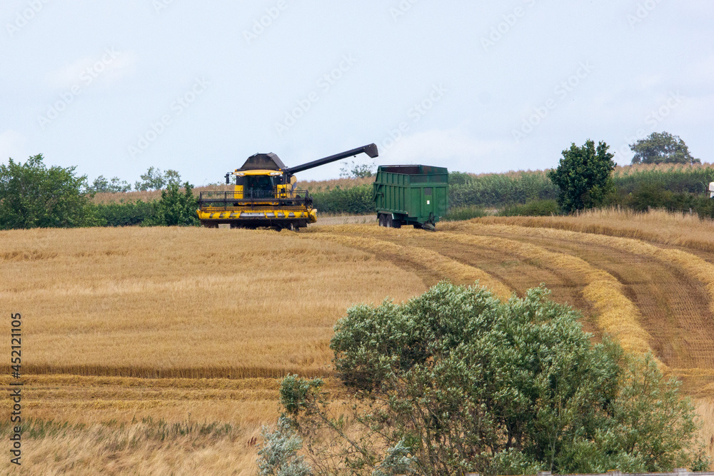 Fototapeta premium combine wheat