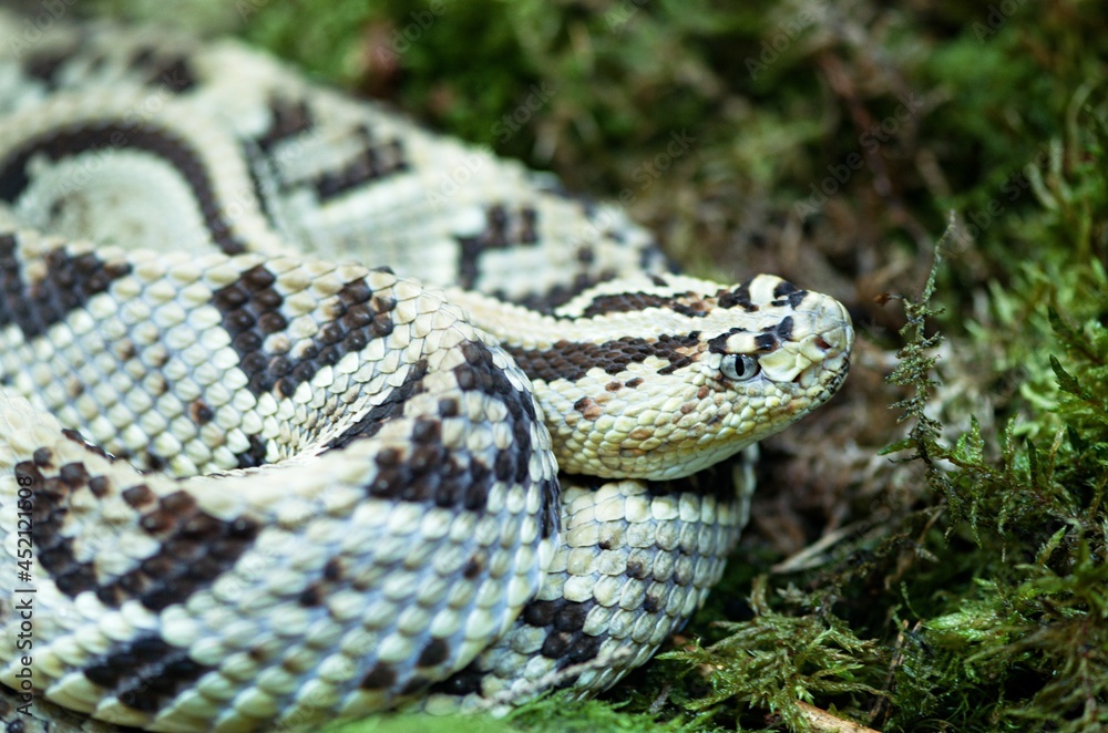 close up of a snake close up of a snake