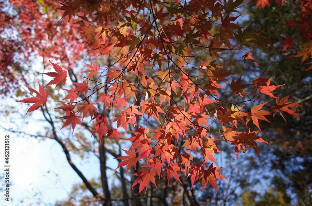 Red autumn leaves of Japanese Maple
