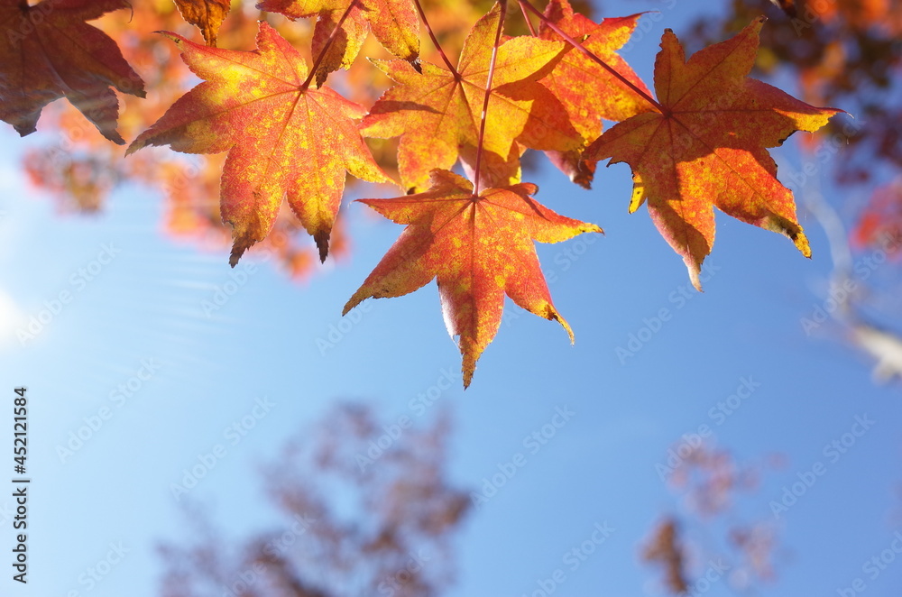 Red autumn leaves of Japanese Maple
Red autumn leaves of Japanese Maple