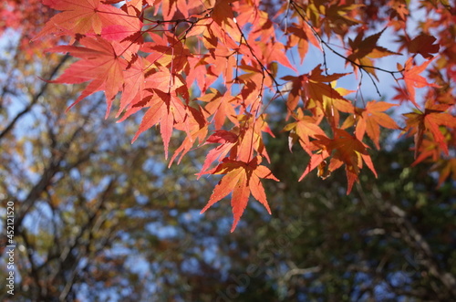Red autumn leaves of Japanese Maple 