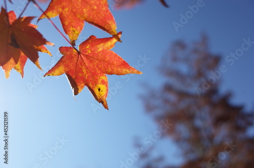 Red autumn leaves of Japanese Maple 