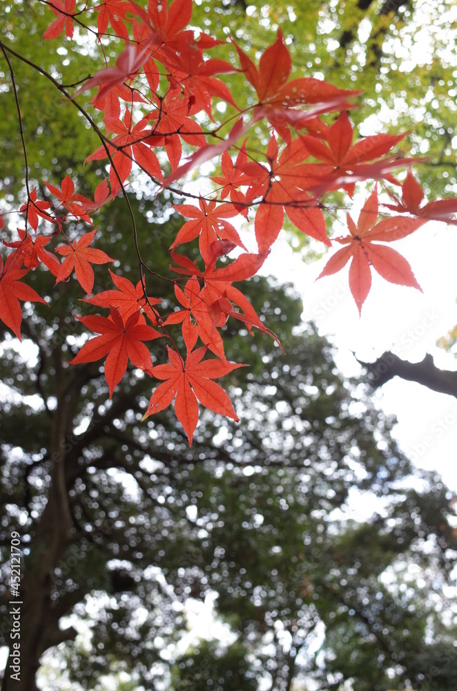 Red autumn leaves of Japanese Maple
Red autumn leaves of Japanese Maple