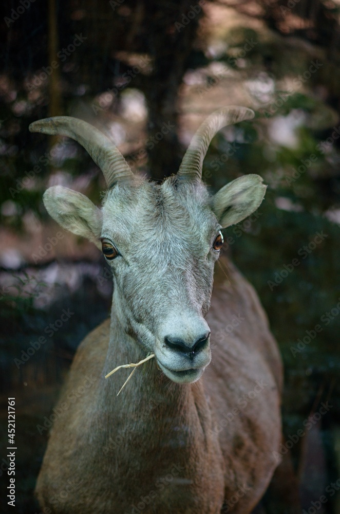 portrait of a goat portrait of a goat