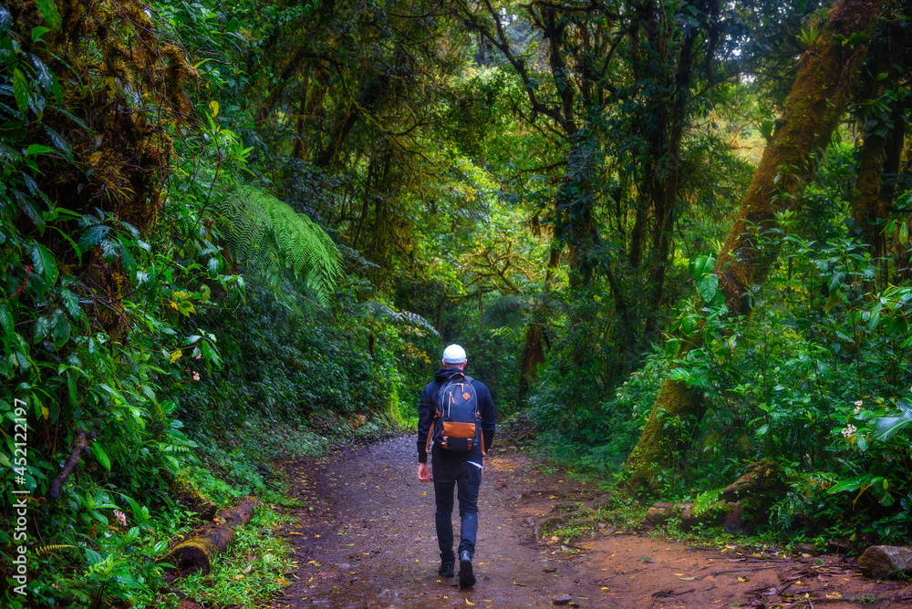 Tourist walking through the jungle of Monteverde Cloud Forest, Costa Rica
