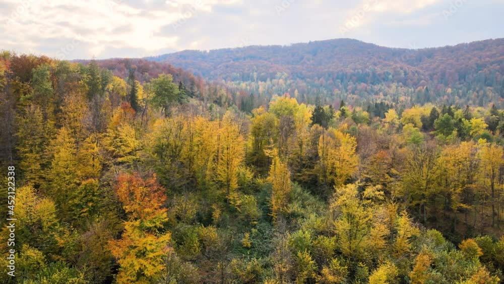 Aerial view of high mountain hills covered with dense yellow forest and green spruce trees in autumn. Aerial view of high mountain hills covered with dense yellow forest and green spruce trees in autumn.