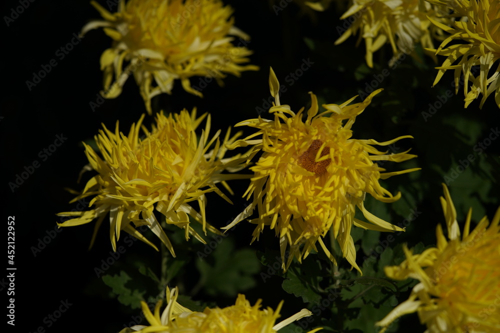 Light Yellow flowers of Chrysanthemum 'Edo Giku' in full bloom
Light Yellow flowers of Chrysanthemum 'Edo Giku' in full bloom