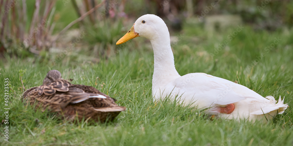 White Indian runner duck and wild female mallard duck in grass White Indian runner duck and wild female mallard duck in grass