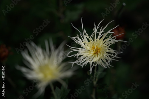 Light Cream flowers of Chrysanthemum  Edo Giku  in full bloom 