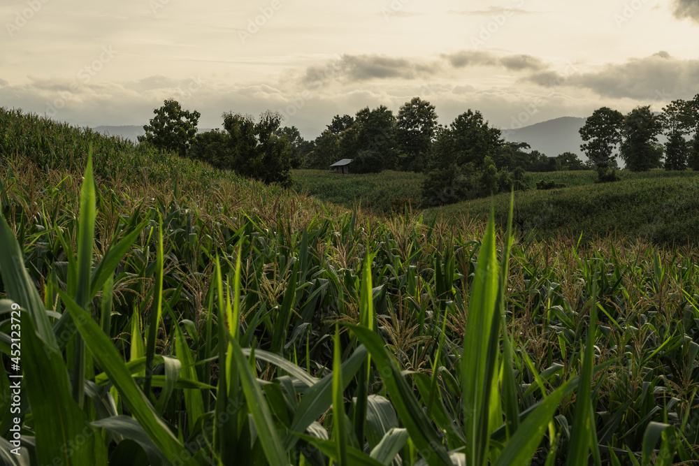 Fototapeta premium corn in mountain rain season.