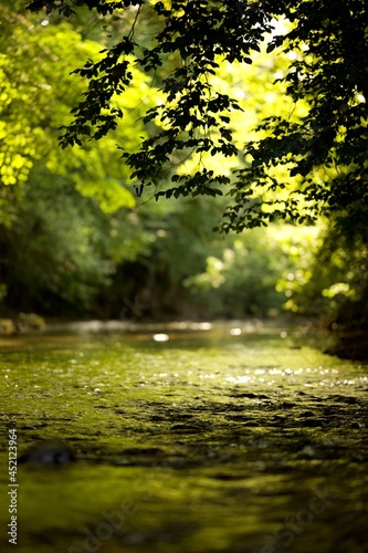 Fleuve forêt nature - silhouette branchage  © mathisprod
