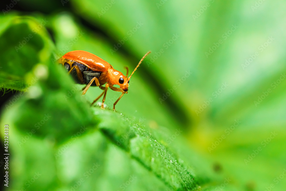 Pumpkin beentle Cucurbit Leaf Beetle or Yellow Squash Beetle it is classified as one of the insect pests. Pumpkin beentle Cucurbit Leaf Beetle or Yellow Squash Beetle it is classified as one of the insect pests.