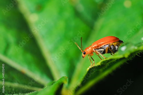 Pumpkin beentle Cucurbit Leaf Beetle or Yellow Squash Beetle it is classified as one of the insect pests. photo