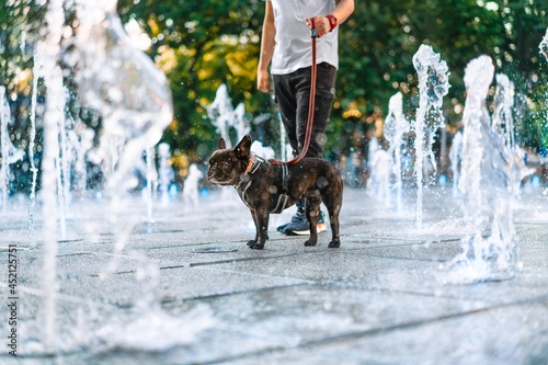Photos Man and french bulldog cooling in fountain in the park
