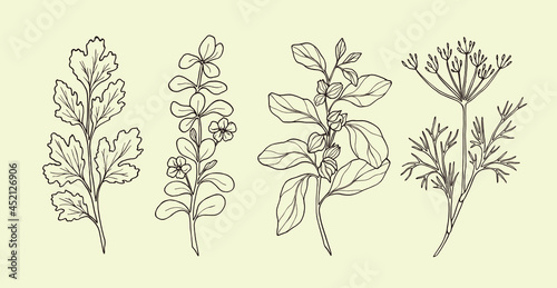 Set of hand drawn coriander, brahmi, ashwagandha and cumin. Sketch culinary and medicinal plants photo