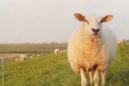 Canvas-taulu Sheep on the dike