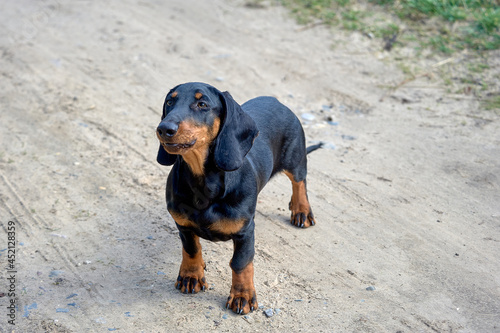 The dachshund dog is standing on a dirt road