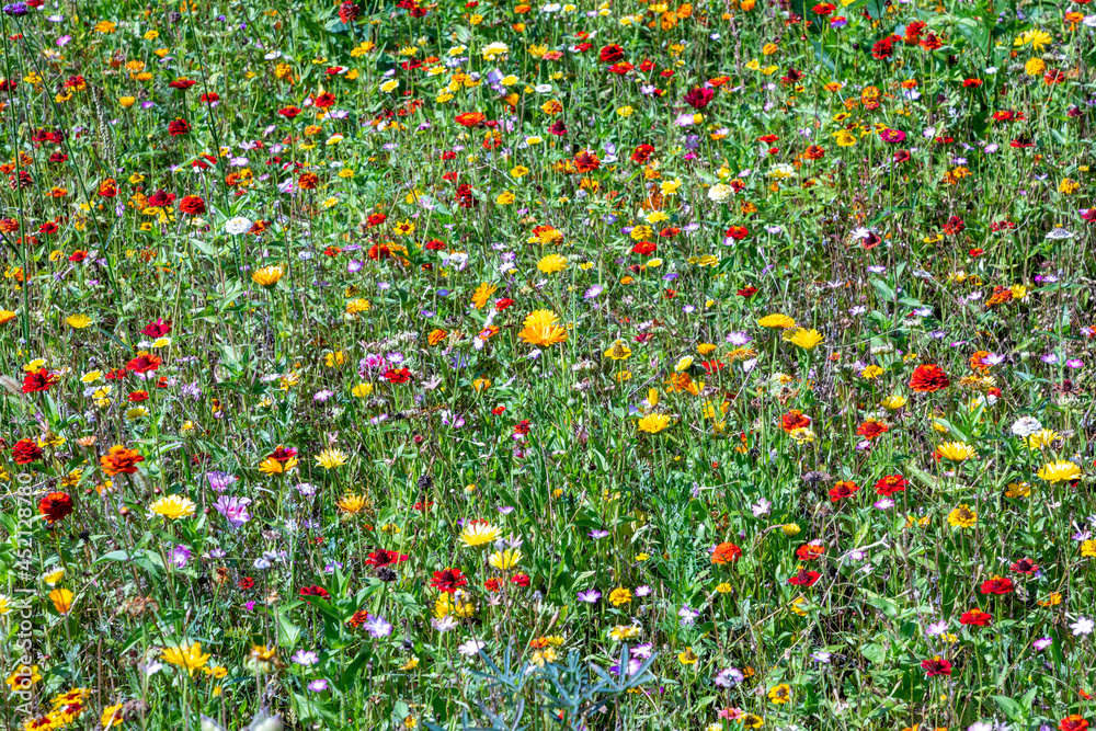 beautiful multi colored wild flower meadow