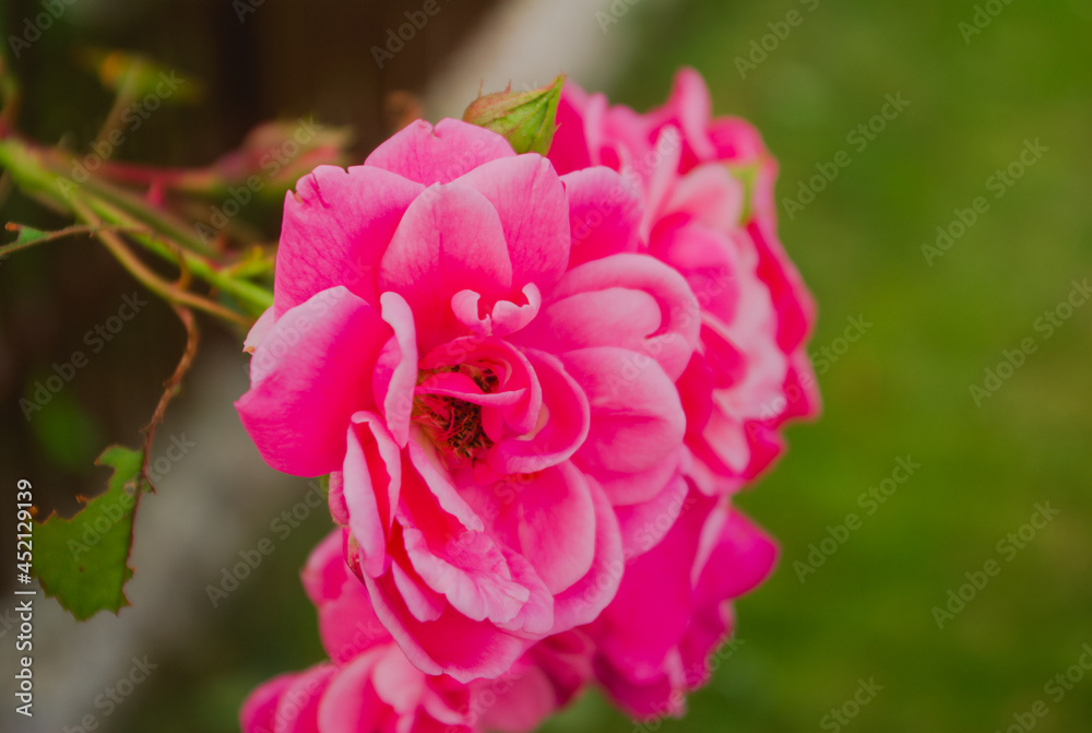 pink and white flower