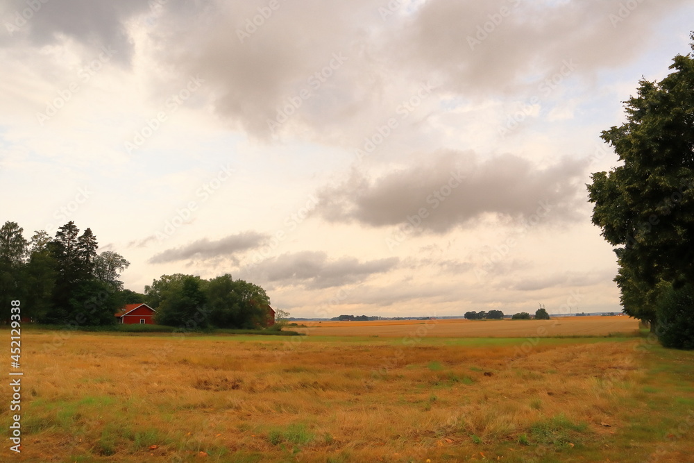 Nice landscape over a large field with crops. During the summer in the month of July. Cloudy day outside. Near Skara, Västergötland, Sweden, Europe.
