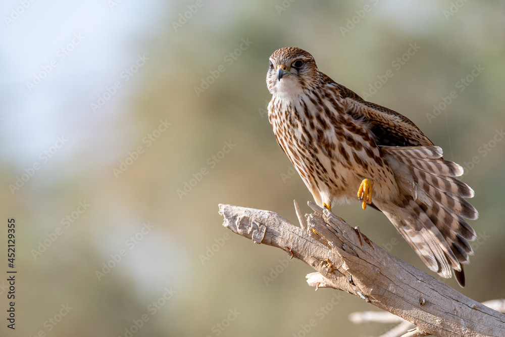 Merlin