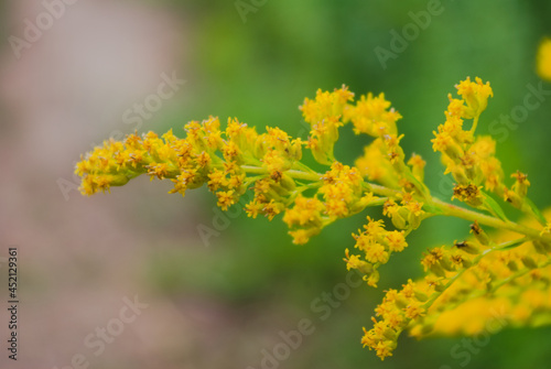 close up of yellow flowers